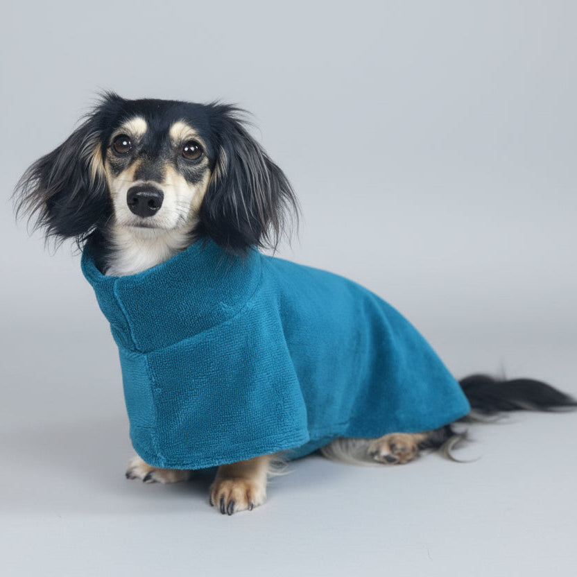 dachshund dog in a towelling drying coat