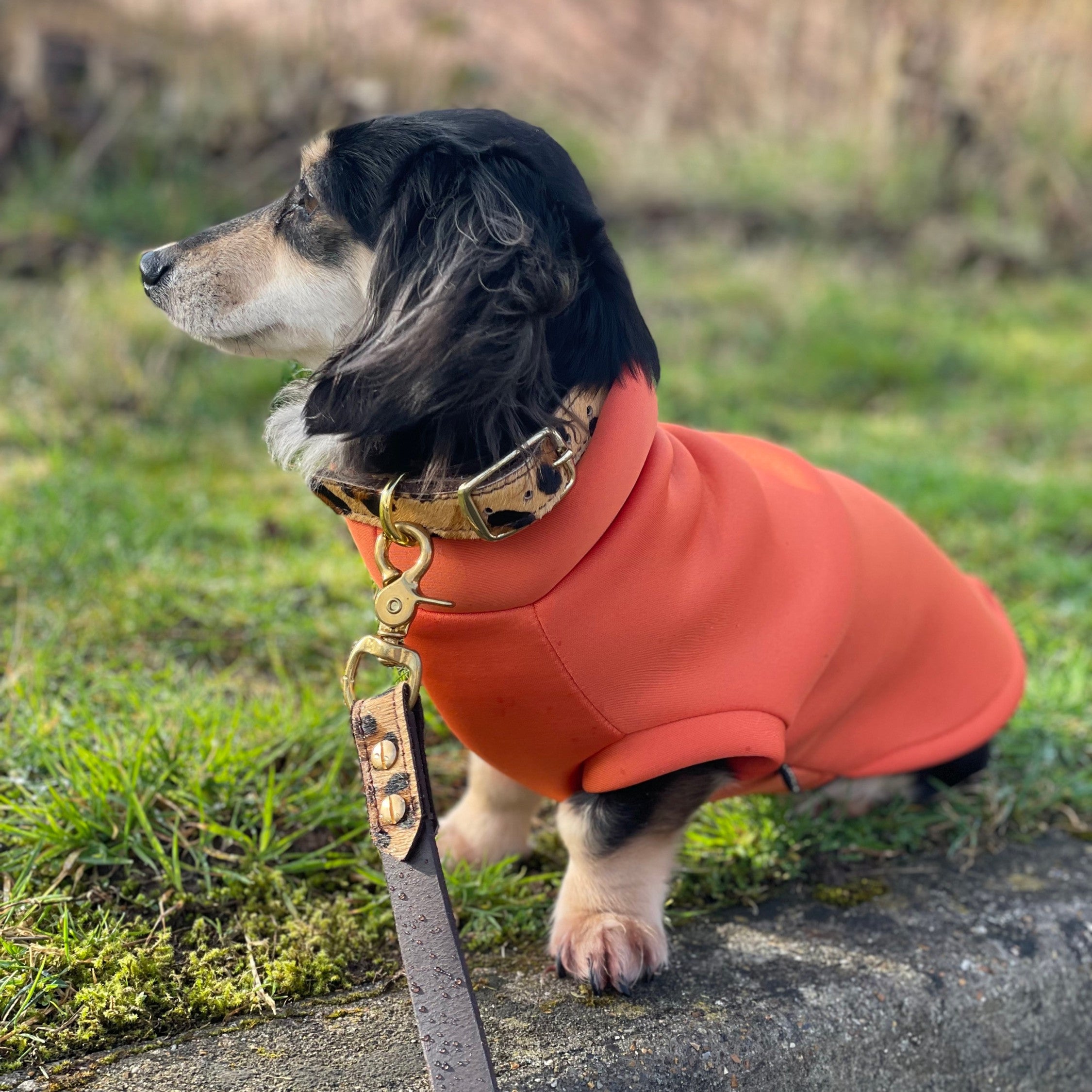 Neoprene Dachshund Dog Jumper