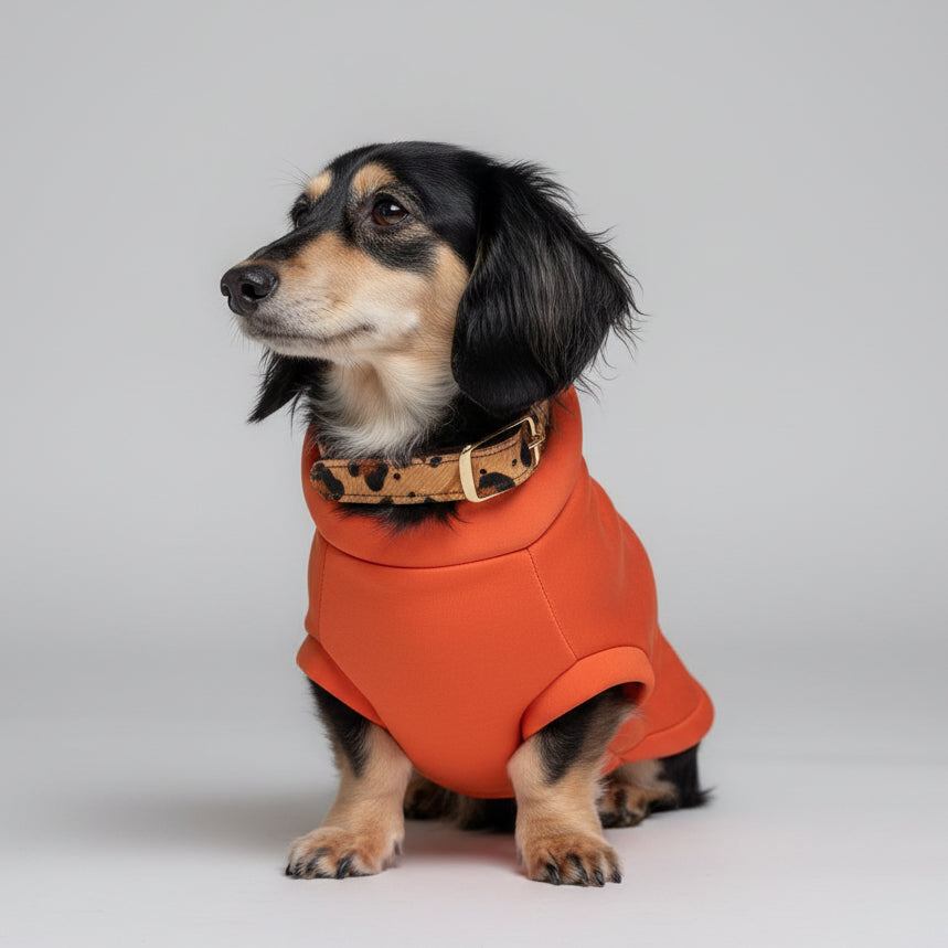 A Dachshund dog wearing an orange neoprene jumper with a four-way stretch design, paired with a metal buckle collar.