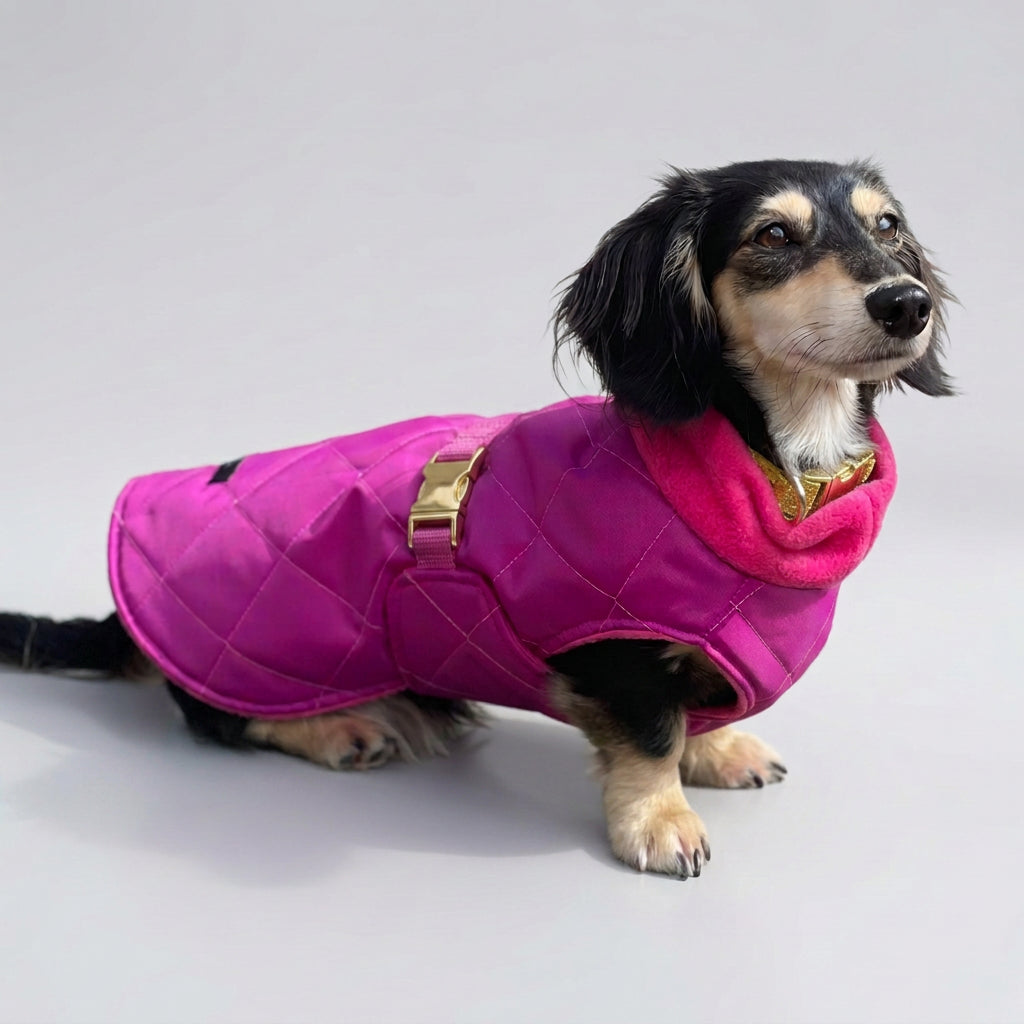 dachshund in a waterproof coat