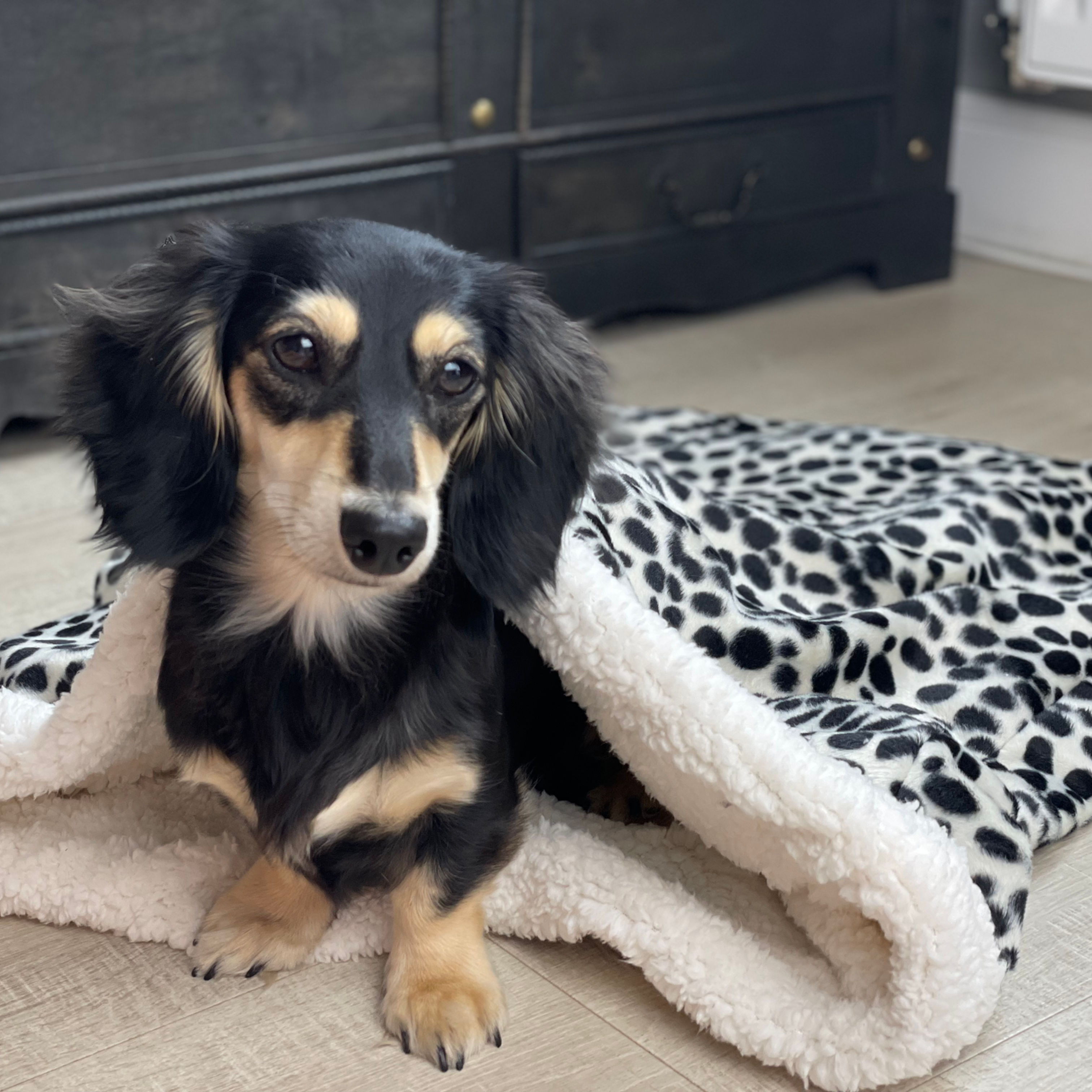 dog in a snuggle sack thats a animal print