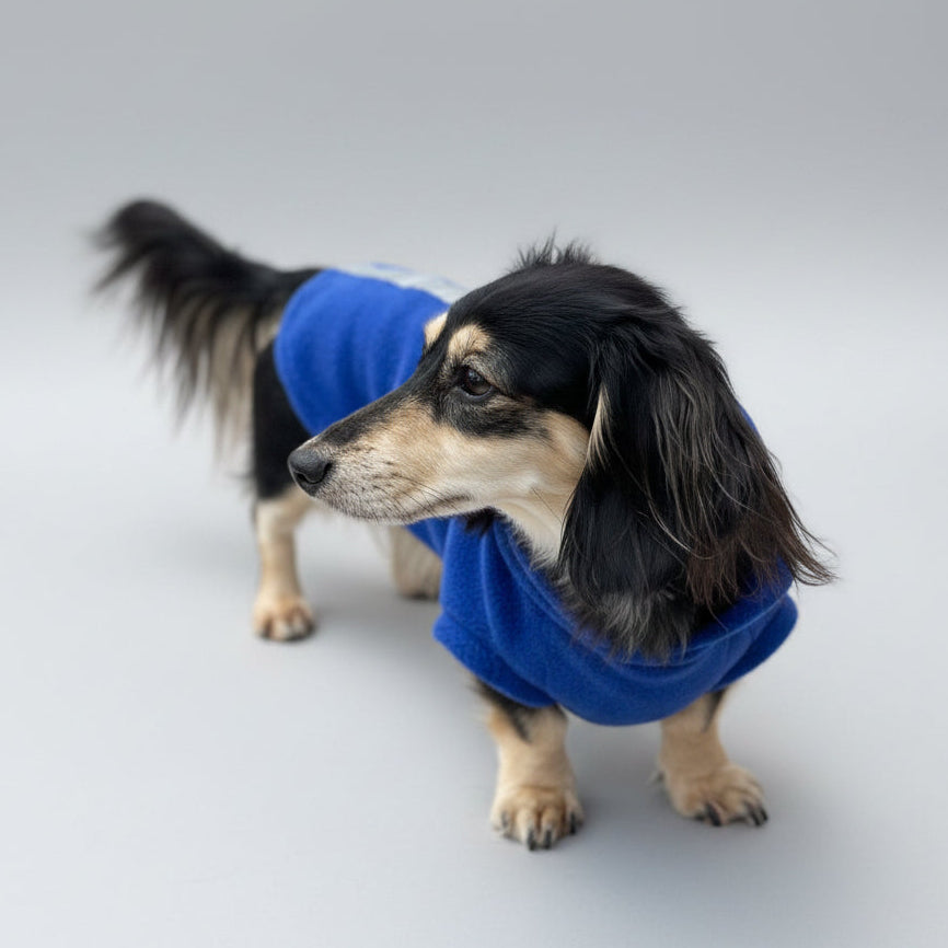 A Dachshund wearing a blue visibility jumper with white stripes on a tiled floor.
